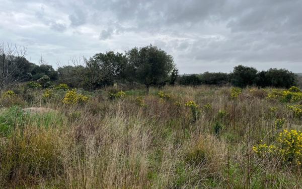 Terrain à vendre    Mèze