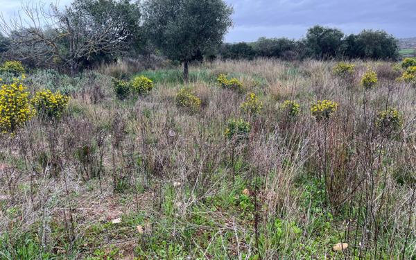 Terrain à vendre    Mèze