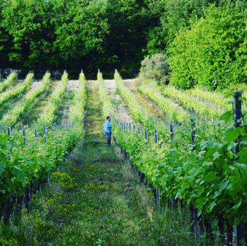 Mormoiron (84570) Beau domaine avec bâtisse, gîtes, chambre d'hôte, production de vins et d'huile d'olive