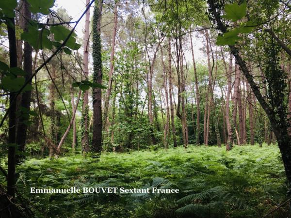 Terrain constructible avec bois sur plus de 2 hectares