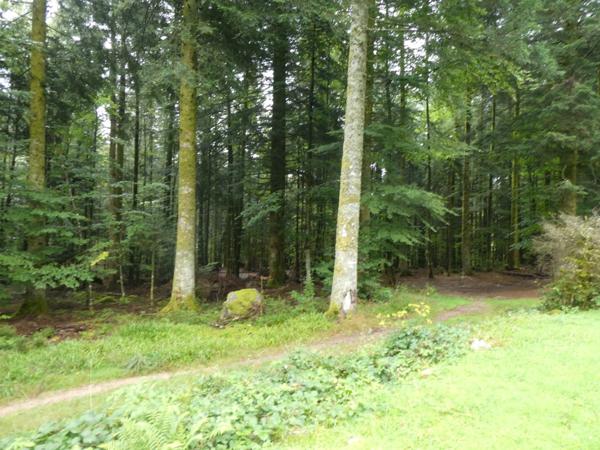 LA BRESSE (88) magnifique chalet Finlandais à vendre T7 de 160m² terrain 1480m².