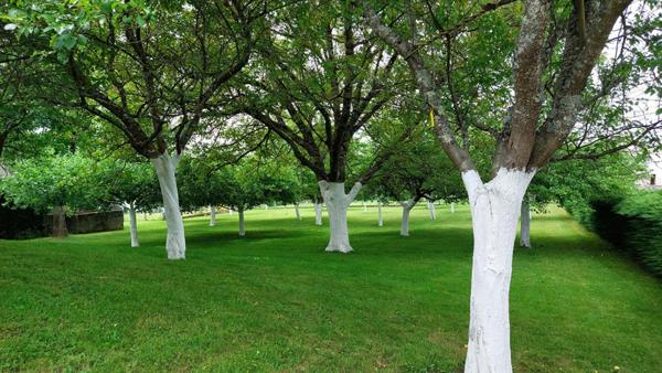 Maison Passavant La Rochere 6 pièce(s) verger hangar