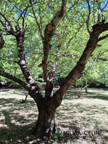 Propriete à vendre 32 pièces proche de CARCASSONNE (11) 2 habitations 522m2+ parc 2,82 hectares + dépendances