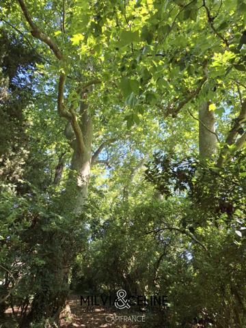 Propriete à vendre 32 pièces proche de CARCASSONNE (11) 2 habitations 522m2+ parc 2,82 hectares + dépendances