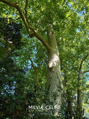 Propriete à vendre 32 pièces proche de CARCASSONNE (11) 2 habitations 522m2+ parc 2,82 hectares + dépendances