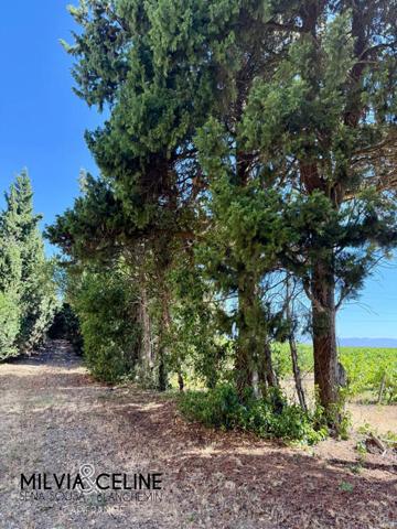 Propriete à vendre 32 pièces proche de CARCASSONNE (11) 2 habitations 522m2+ parc 2,82 hectares + dépendances