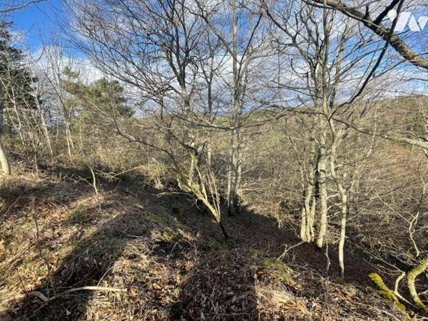 À VENDRE 3 PARCELLES BOISEES A VAL D'ARCOMIE