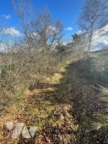 À VENDRE 3 PARCELLES BOISEES A VAL D'ARCOMIE