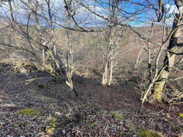 À VENDRE 3 PARCELLES BOISEES A VAL D'ARCOMIE