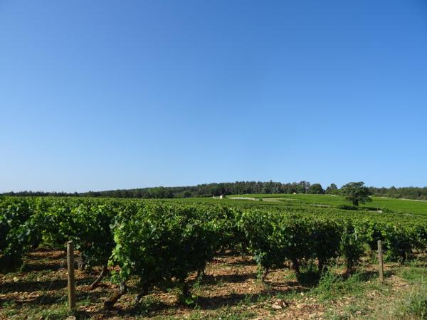 Chagny terrain vue sur les vignes