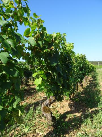 Chagny terrain vue sur les vignes