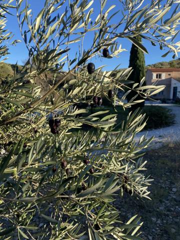 ENSEMBLE DE GITES, 3.68ha PYRENEES ORIENTALES