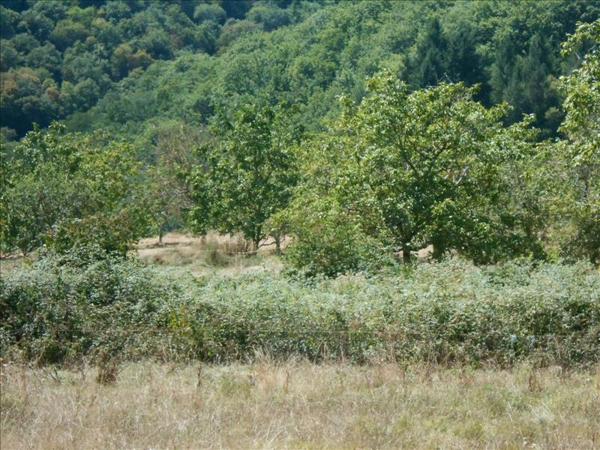 Terrain à vendre |  Altillac |  1126 m²