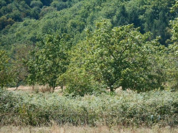 Terrain à vendre |  Altillac |  1126 m²