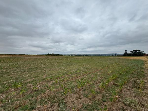 Lisle-sur-tarn - Terrain de 4 hectares