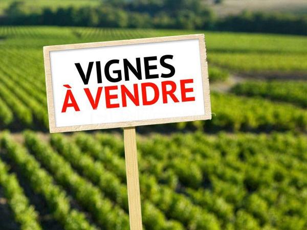 Terrain viticole de 47 000 m²