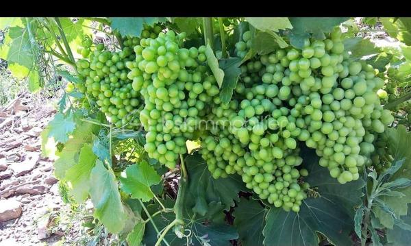 Terrain viticole de 47 000 m²