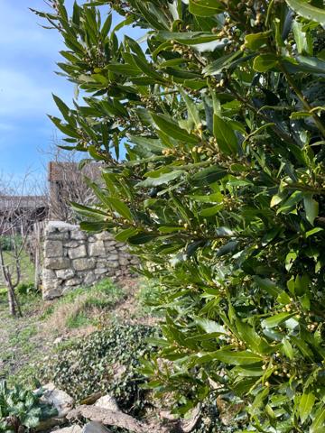 Maison de ville avec parcelle constructible + garage
