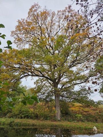 Étang à vendre à Vimartin sur Orthe en Mayenne (53160), ref : 1373 Étang à vendre à Vimartin sur Orthe en Mayenne (53160), ref : 1373