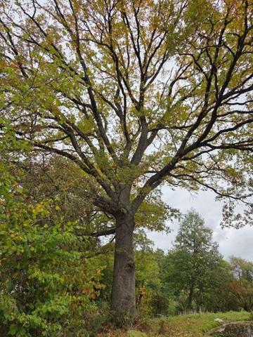 Étang à vendre à Vimartin sur Orthe en Mayenne (53160), ref : 1373 Étang à vendre à Vimartin sur Orthe en Mayenne (53160), ref : 1373