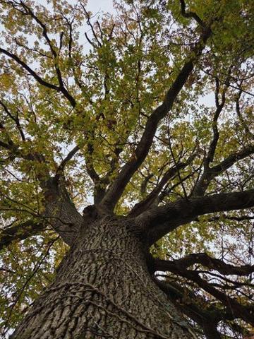 Étang à vendre à Vimartin sur Orthe en Mayenne (53160), ref : 1373 Étang à vendre à Vimartin sur Orthe en Mayenne (53160), ref : 1373