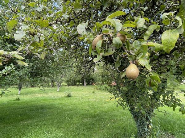 Dpt Yonne (89), à vendre ARCES DILO maison 4 chambres sur 2500 m²