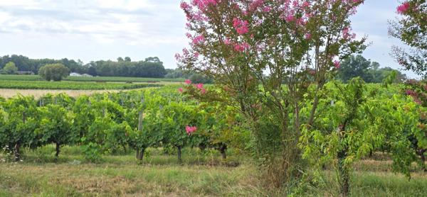 Propriété viticole avec ancien manoir du 15ème siècle, chai, maison d'habitation et dépendances