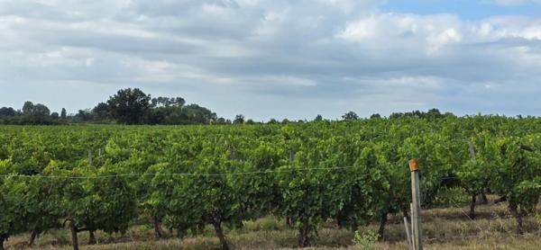 Propriété viticole avec ancien manoir du 15ème siècle, chai, maison d'habitation et dépendances