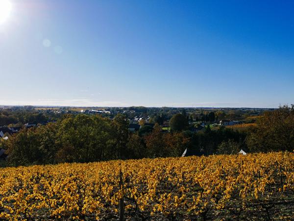 Élégante propriété familiale de 280m² avec vue sur les vignes, à 25 minutes d'Angers Sud