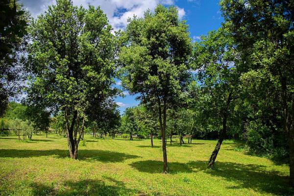 Un Domaine Provençal d'Exception à 30 Minutes d'Uzès