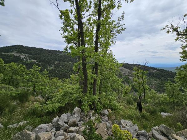 Vente / Terrain