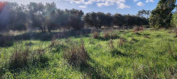 Roquevaire (13360) ROQUEVAIRE – Route du Stade – Terrain 911 m² – Projet habitation & bureaux