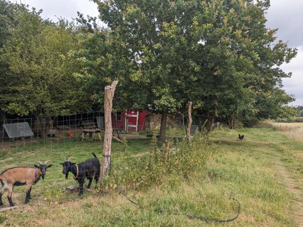 PLUMELIAU MAGNIFIQUE CHAUMIERE DE 170M² 7 PIECES 2 PARCELLES DE 1037 M² ET PARCELLE BOISEE DE 1,3 HECTARE ENVIRON