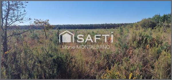 Terrain forestier de 2h à Sanguinet