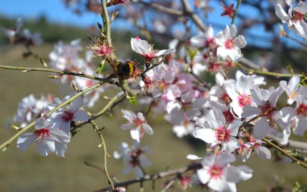 Terrain à vendre    Vallon-Pont-d'Arc