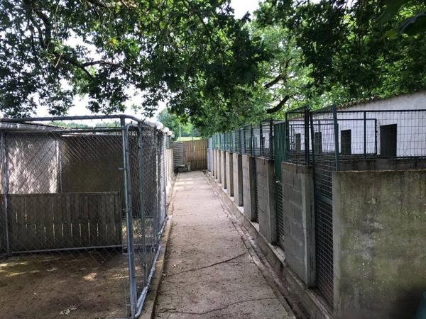 pension et élevage canins et félins avec habitation