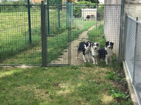 pension et élevage canins et félins avec habitation