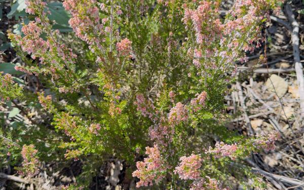 Terrain à vendre    Arboussols