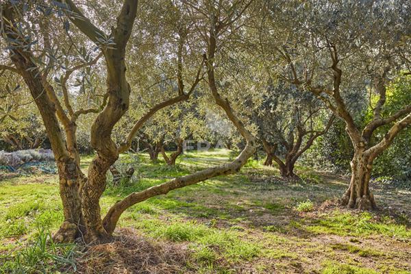 Aix-en-Provence - Maison avec jardin, piscine et garage