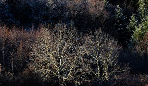 Terrain Violay  830 m2, viabilisé avec belle vue dégagée