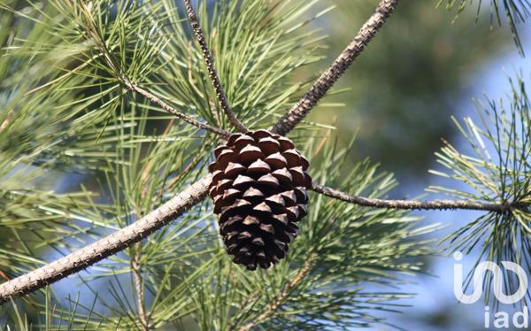 Maison à vendre 7 pièces 138,5 m² La Teste-de-Buch