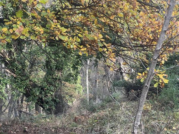 Terrain Constructible de 2000 m²  - Pardina-1