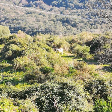 Linguizzetta (20230) Terrain à bâtir hors lotissement