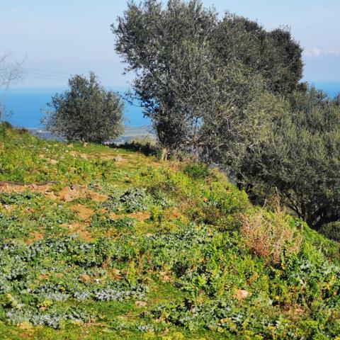 Linguizzetta (20230) Terrain à bâtir hors lotissement