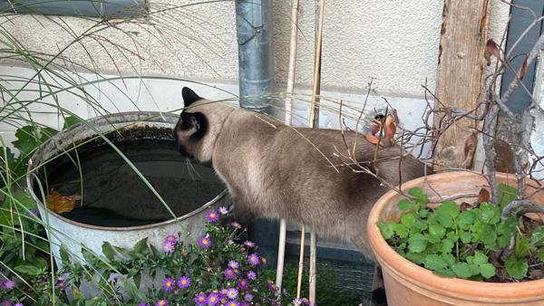 Maison 1930 entièrement rénovée avec gout