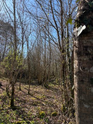 Châteauneuf (85710) CHATEAUNEUF - TERRAIN BOISE DE PLUS DE 2 800 M2