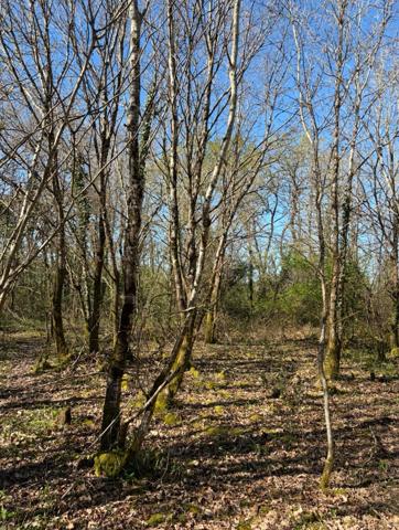Châteauneuf (85710) CHATEAUNEUF - TERRAIN BOISE DE PLUS DE 2 800 M2