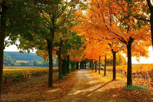 Château aux portes de la Drôme Bollène (84500)