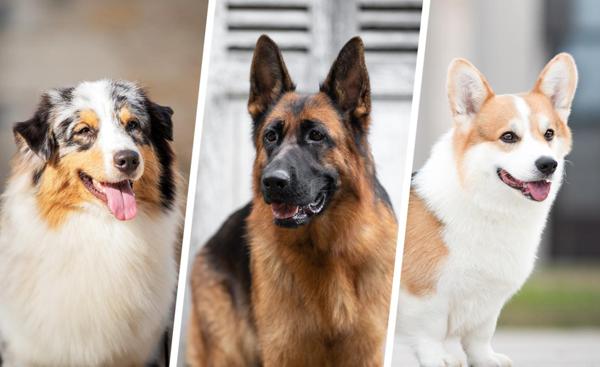 21000 DIJON 40 MINUTES - Fonds de commerce + Murs PENSION CANINE 123 M² en parfait état sur terrain 1 hectare