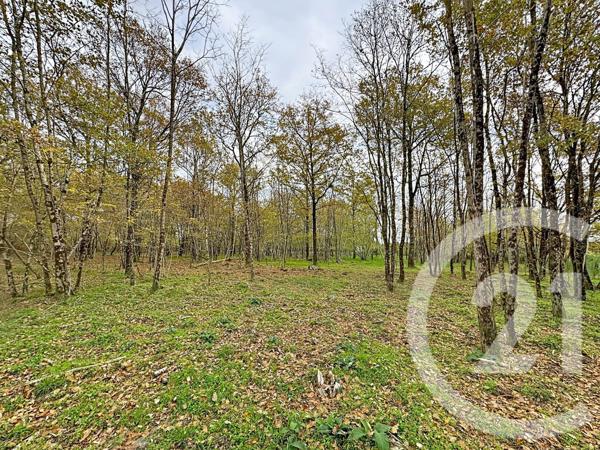 Maison à vendre  9 pièces - 607 m2 PRUNIERS EN SOLOGNE - 41